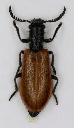 Tillus pallidipennis